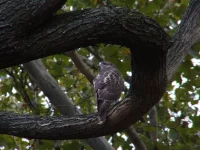 Roodstaartbuizerd [Buteo jamaicensis]